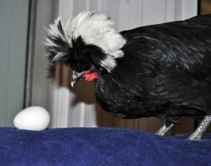 32464_w_first_egg.jpg