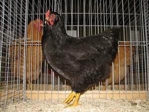 33115_plymouth_rock_zwart_hen.jpg