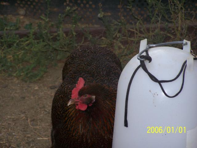 33906_chicken_001.jpg