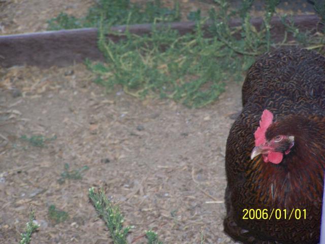 33906_chicken_005.jpg