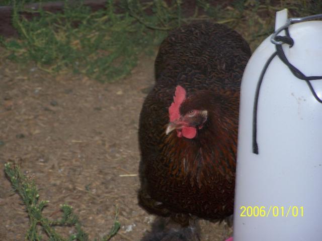 33906_chicken_006.jpg