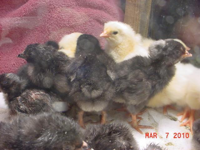 35593_march7brooder.jpg