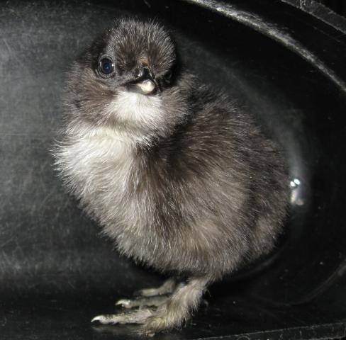 35629_silkie_chick_5-15-2010_2.jpg