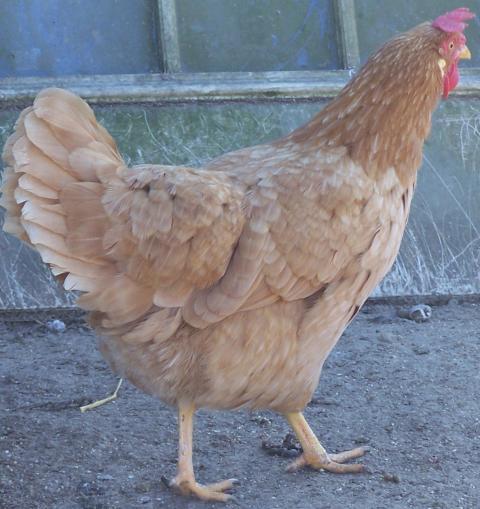 White Egg laying TRIO BUFF LEGHORN/Minorca TN | BackYard Chickens