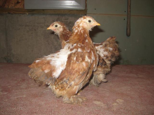 35748_chicks_003.jpg