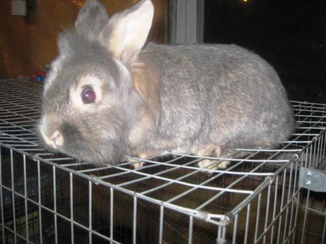 35748_rabbbit_023.jpg