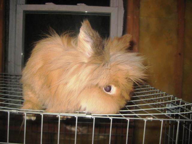 35748_rabbbit_026.jpg