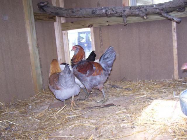 36122_chicken_coop_017.jpg