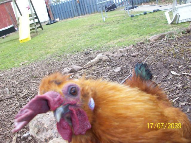 36298_chicken_pics_103.jpg