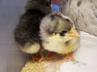 37053_duckys_first_hatch_024.jpg