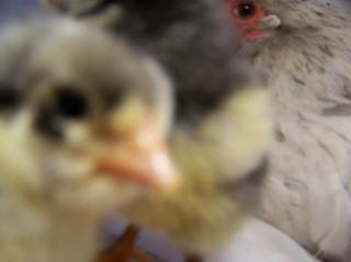 37053_duckys_first_hatch_028.jpg