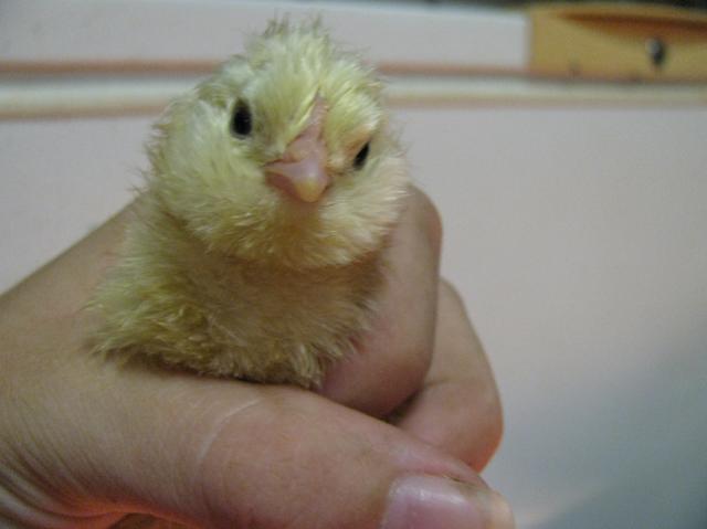 37433_quail_and_chicks_050.jpg