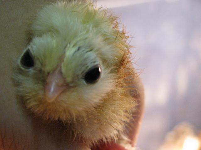 37433_quail_and_chicks_068.jpg