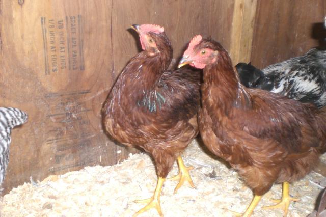 37604_chickens_13_weeks_030.jpg