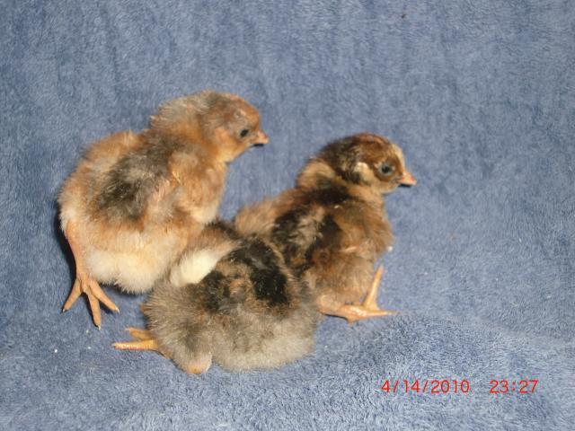 38176_chicks_059.jpg