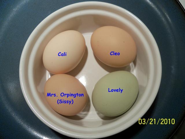 Orpington Egg Size | BackYard Chickens - Learn How to Raise Chickens
