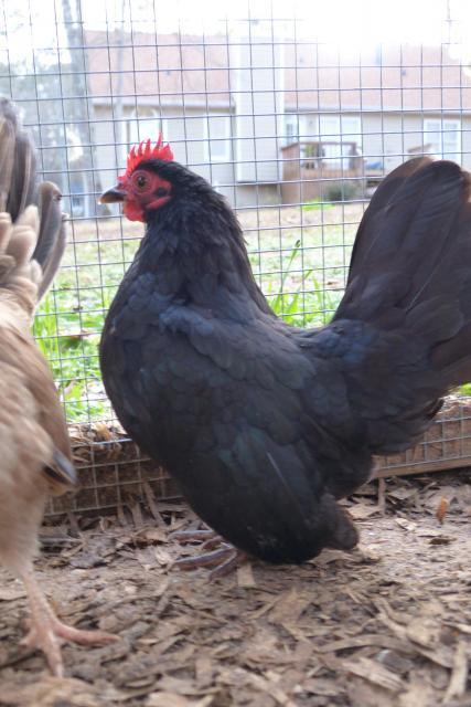 39384_dec282011_cats_barn_chickens_051.jpg