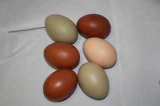 39767_eggs_024.jpg