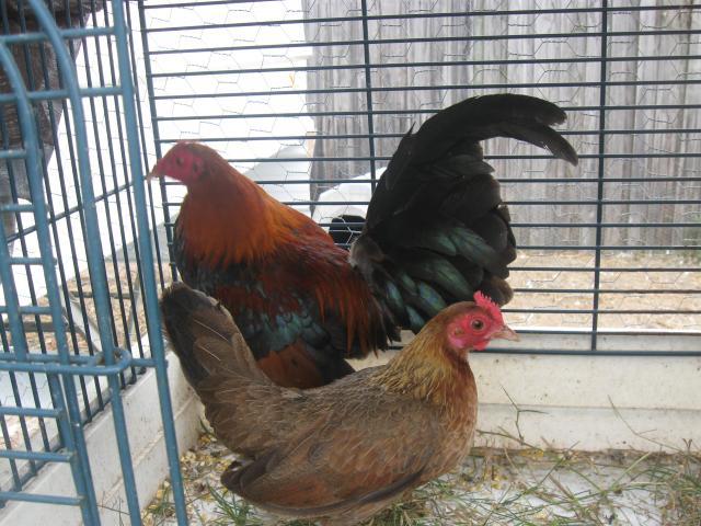 40043_chickens_046.jpg