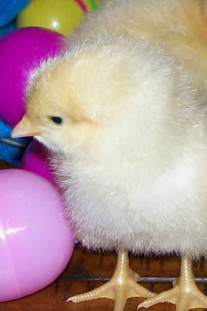 4047_easter_chick.jpg