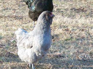 41709_ameraucana_065.jpg