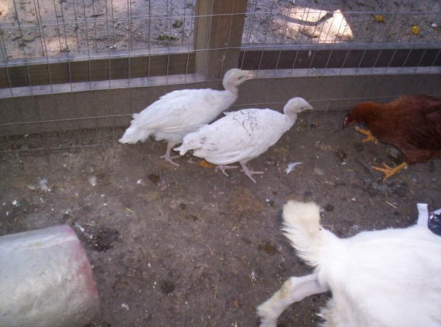Sexing Royal Palm Turkeys Backyard Chickens
