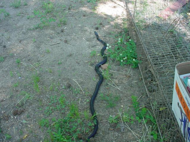 42454_blacksnake_002.jpg