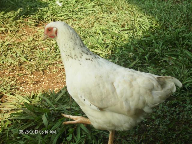 42512_brahma_hen_green.jpg