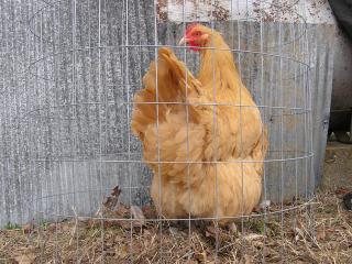 42757_chicken_pics_038.jpg