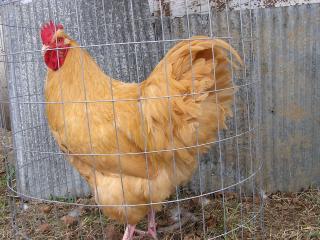 42757_chicken_pics_042.jpg