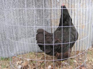 42757_chicken_pics_050.jpg