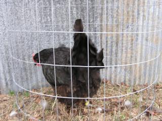 42757_chicken_pics_051.jpg