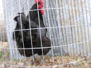 42757_chicken_pics_053.jpg