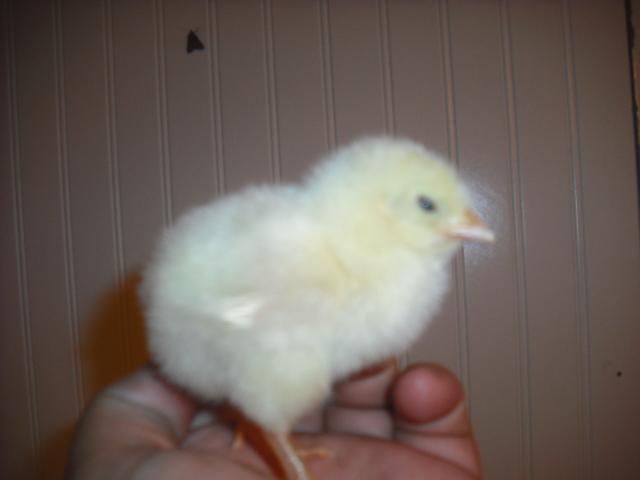 42757_chicks_004.jpg