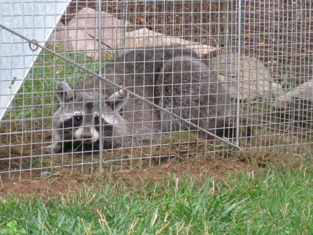 43104_7-11-10_raccoon.jpg