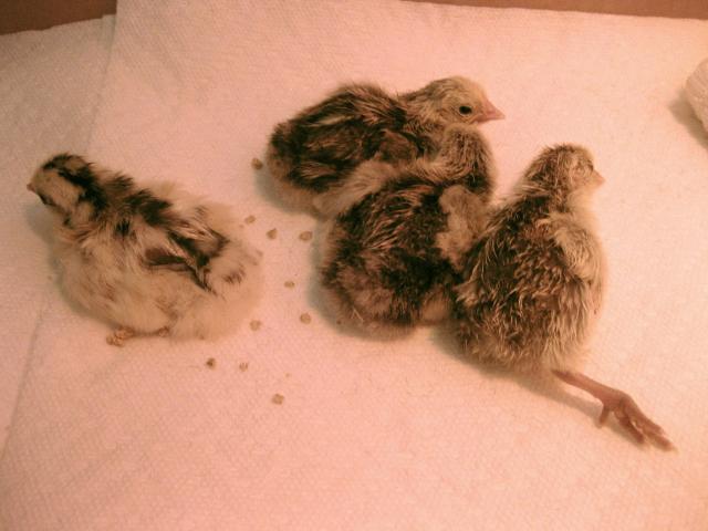 43104_7-23-10_ssh_chicks_6.jpg