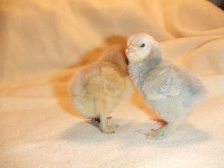 43205_new_chicks_006.jpg