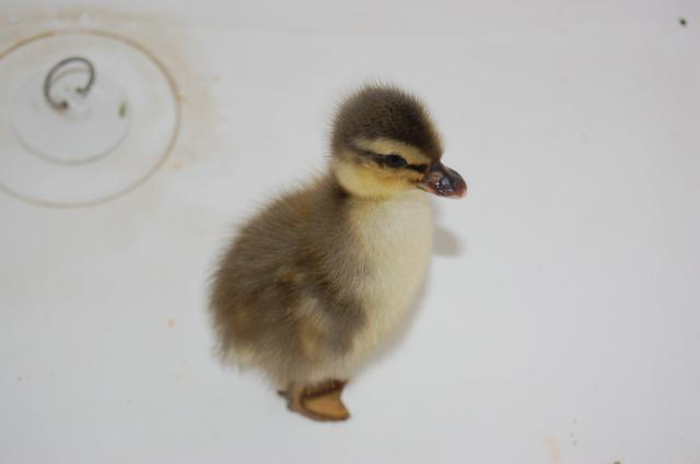 Call Ducks Felt Hatchy Again! Baby Call Duck Pics, Cuteness Ahead!