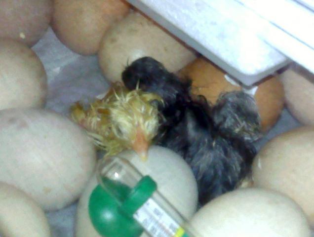 43379_first_chicks_hatched_2011.jpg