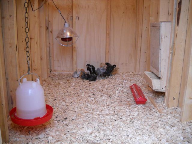 44107_chickens_004.jpg