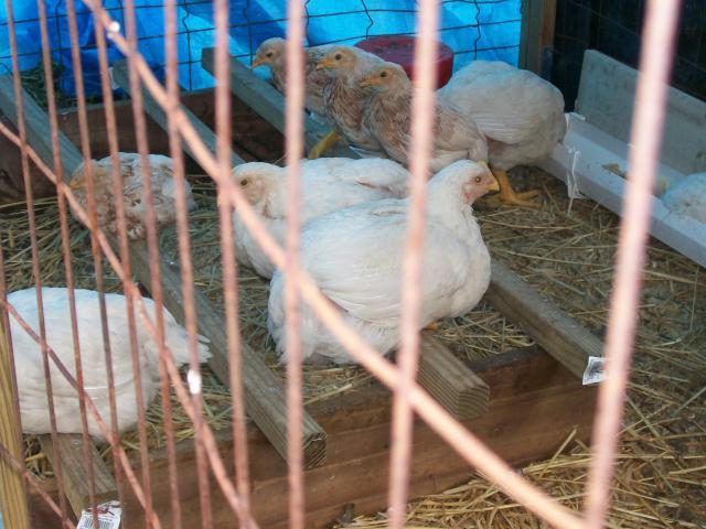 44349_chickens_025.jpg