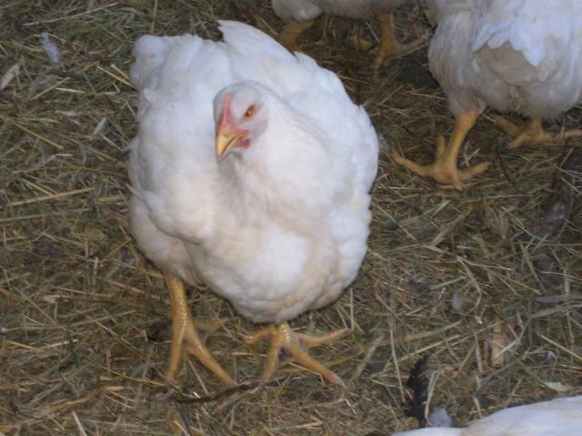 44349_chickens_114.jpg