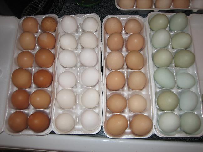 4439_andalusian_eggs.jpg