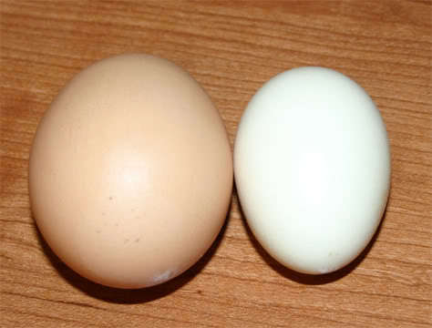 4439_aseel_egg.jpg