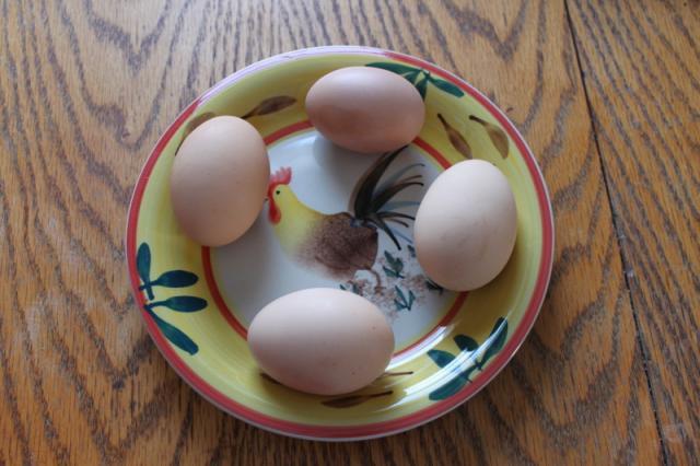 4439_brahma_eggs.jpg