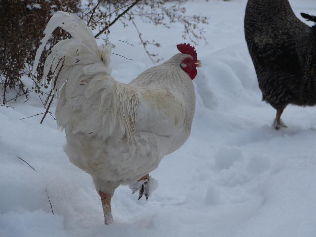 4439_chickens_1-14-11_017.jpg