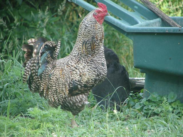 4439_chickens_6-26-11_011.jpg