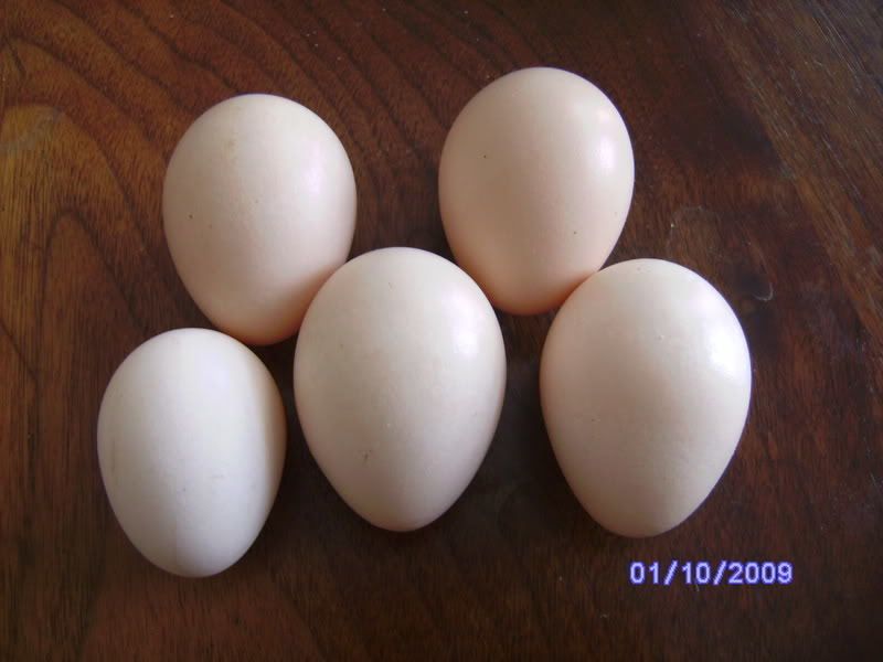 4439_japanese_bantam_egg.jpg