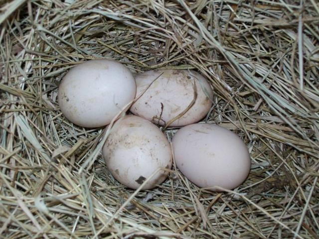 4439_sumata_eggs.jpg