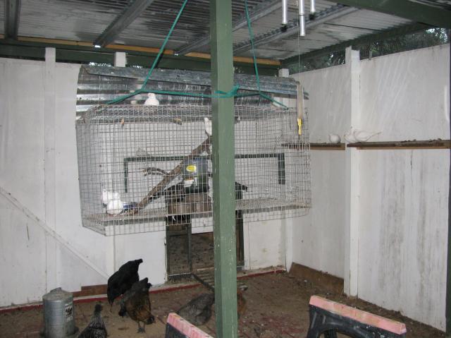 44847_back_of_aviary_and_hospital_cage.jpg